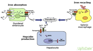 Absorção de Ferro pelos enterócitos, liberação pelos macrófagos e regulação da produção de hepcidina pelo fígado.