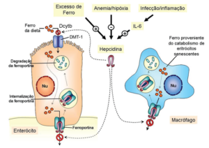 Regulação da absorção e liberação do Ferro pela hepcidina.